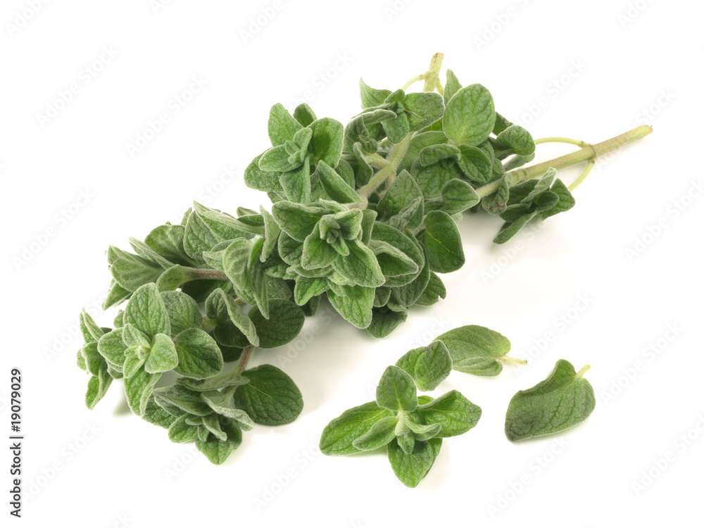 Fototapeta premium Oregano