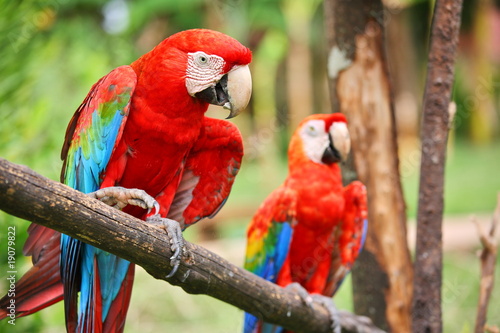Фотография Parrots: scarlet macaw (ara macao)