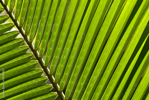 Close up of a palm leaf