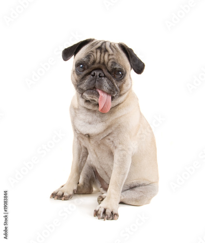 pug