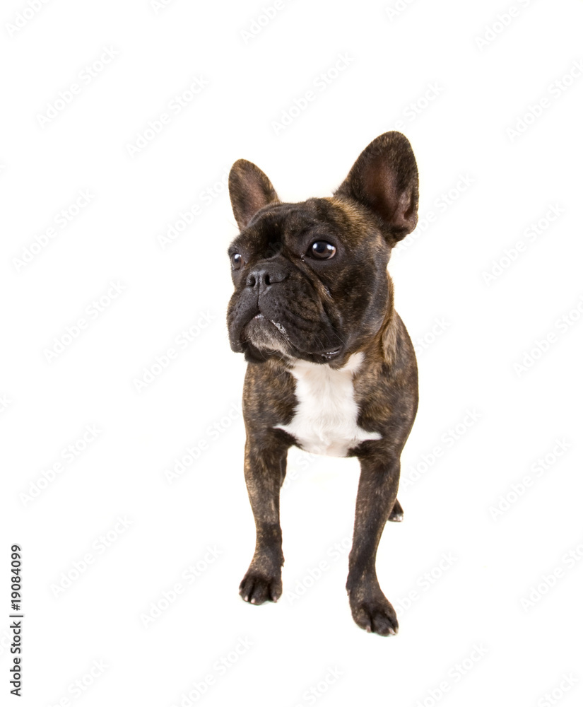 Fototapeta premium french bulldog