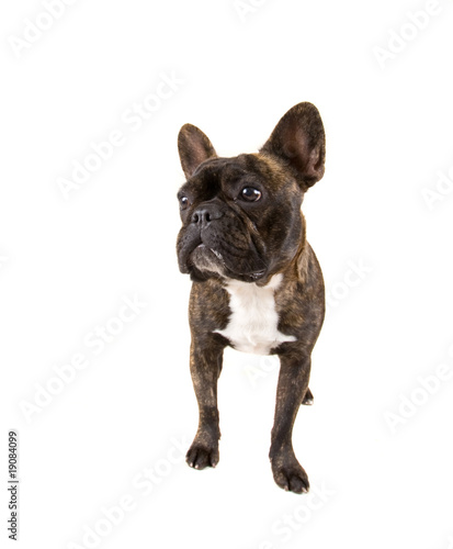french bulldog © annette shaff
