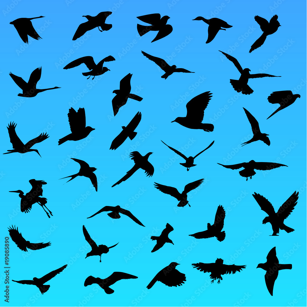 Birds in flight Birds in flight