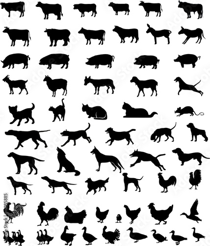 Animals pets silhouettes