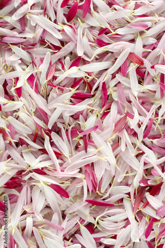 Pink and white petal background