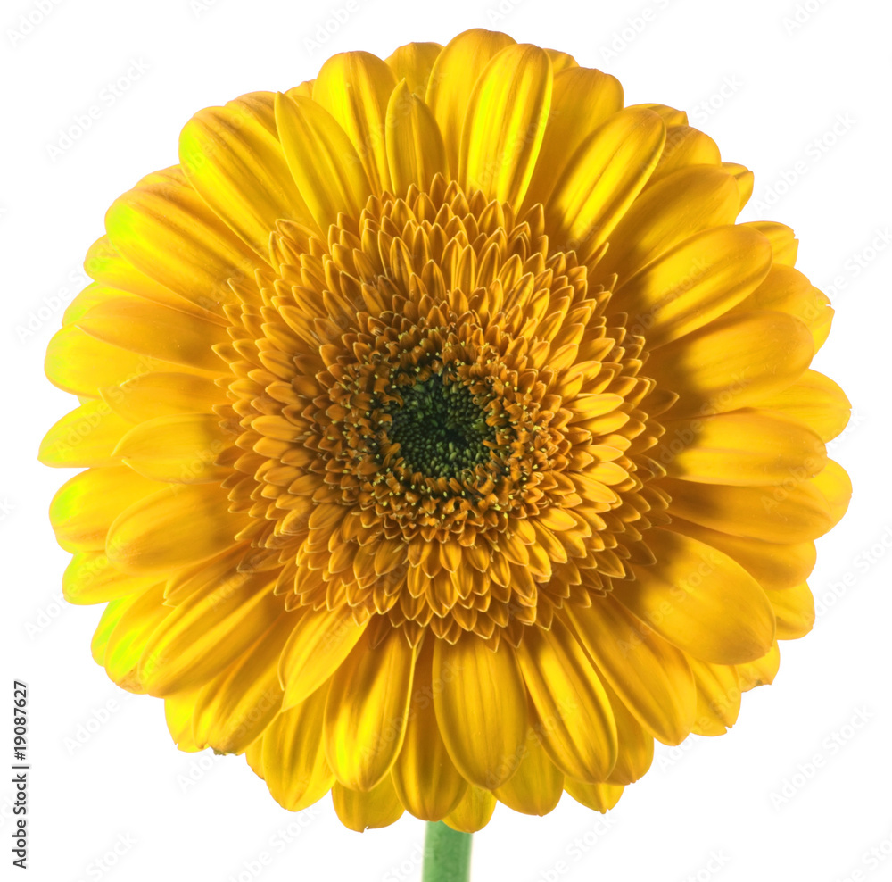 beautiful yellow gerbera isolated on a white background beautiful yellow gerbera isolated on a white background