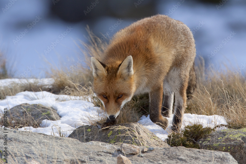 Fox Fox