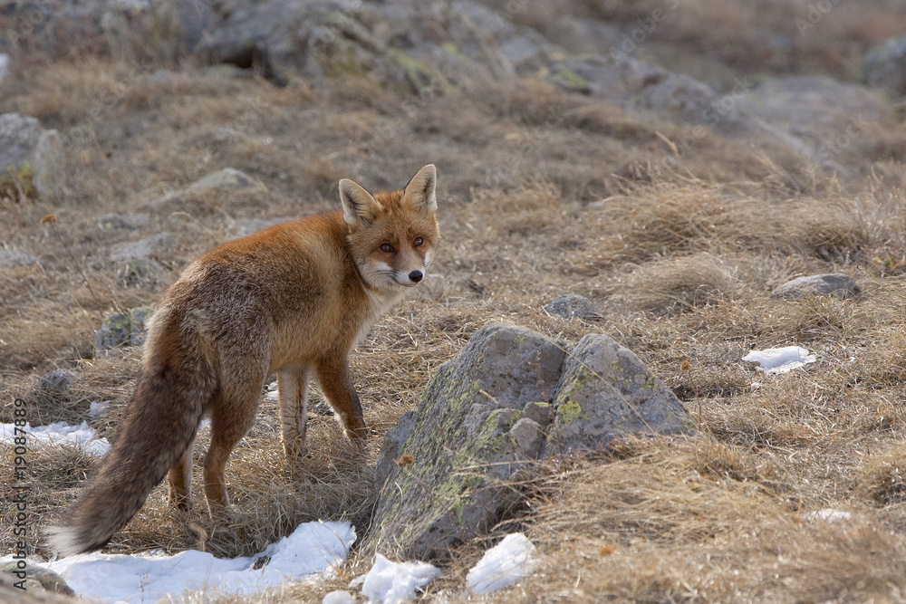 Fox Fox