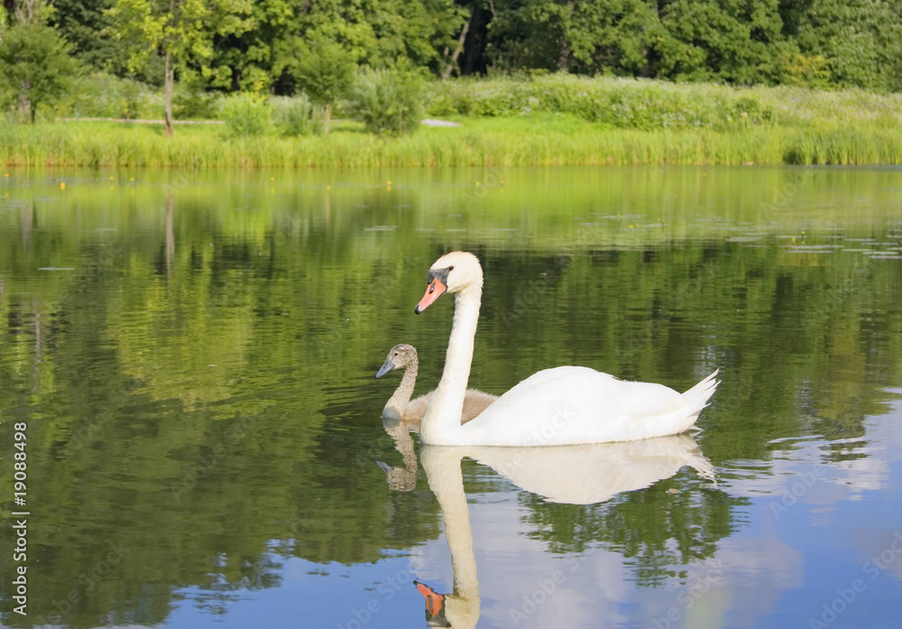 Fototapeta premium swan and young