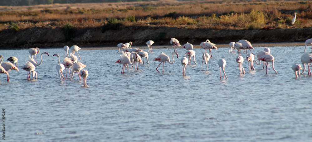 Naklejka premium flamingos no lago