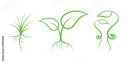 Sprouts