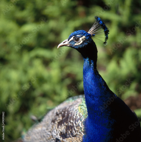 Pfau_112561