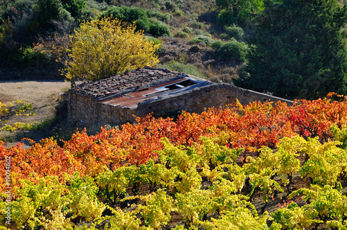 vignes des corbières en automne photo