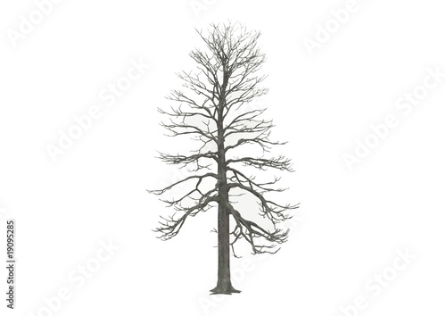 leafless winter tree