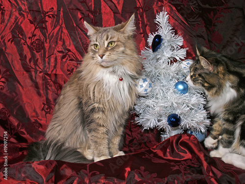 Deux chattes maines coon à Noel. photo