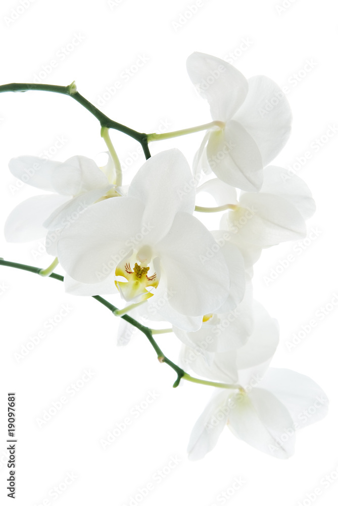 Blooming white orchids flower isolated on white background