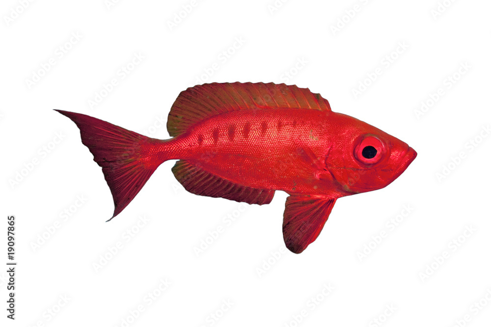 Crescent-tail Bigeye isolated on white