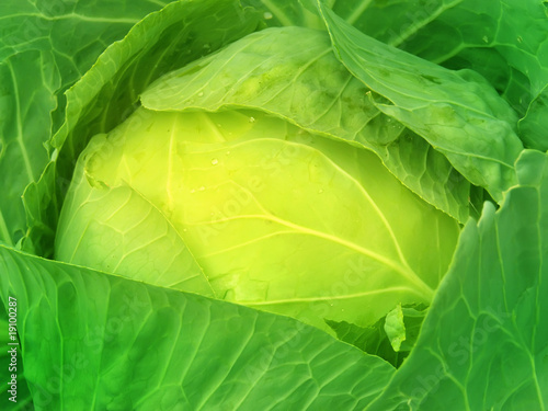 Cabbage  leaves © olegusk