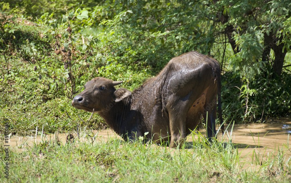 sri lanka sri lanka