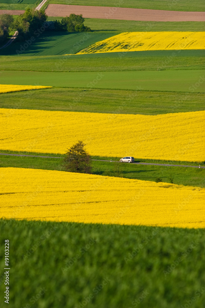 Fototapeta premium Auto fährt durch Rapsfelder