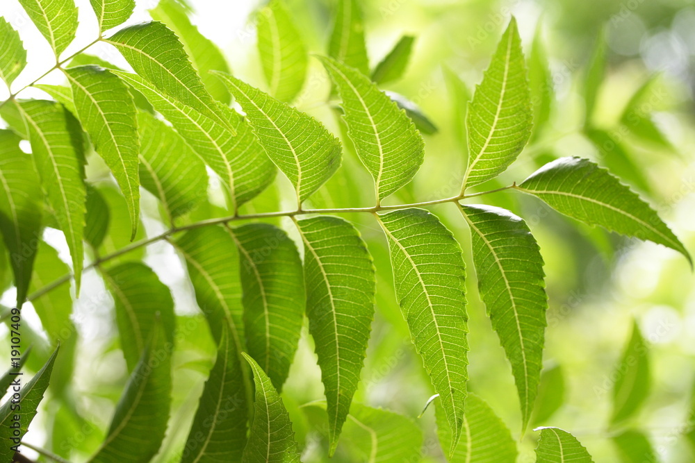 Neem leavesAzadirachta indica Stock Photo Adobe Stock