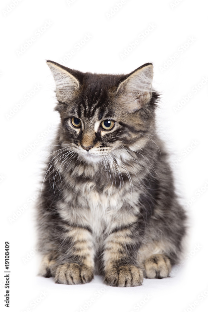 Fototapeta premium Beautiful Maine Coon kitten