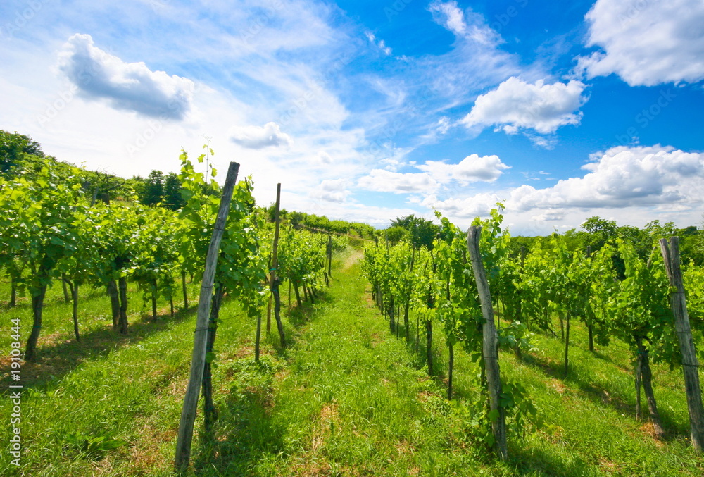 Vineyard rows in brda region