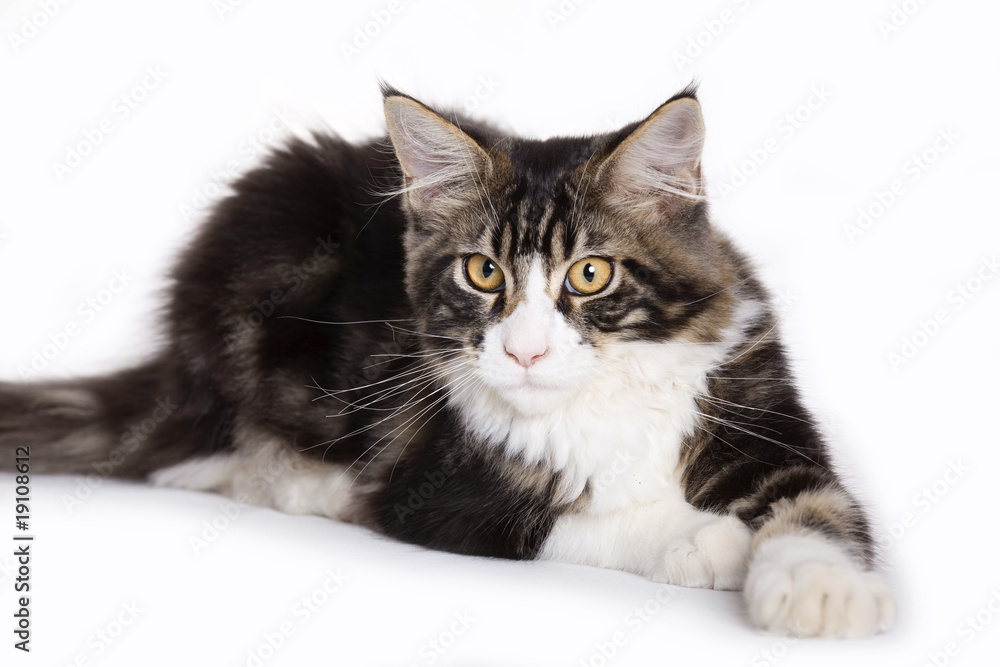 Obraz premium Cat, Young Maine Coon