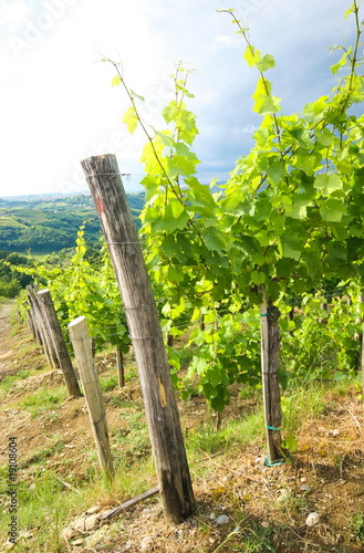 Plakat Vineyard