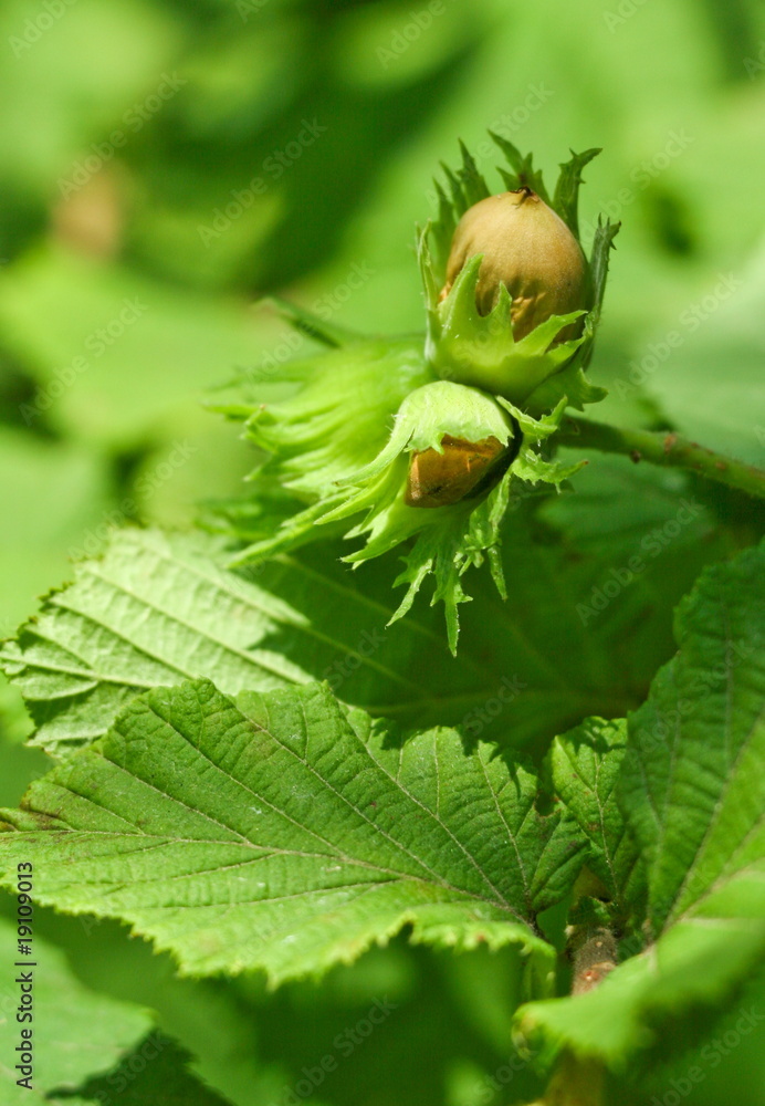 Hazelnut Hazelnut