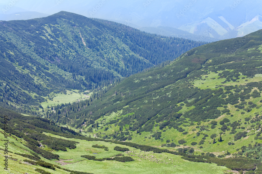 Fototapeta premium Herd of sheep on summer mountain pasture