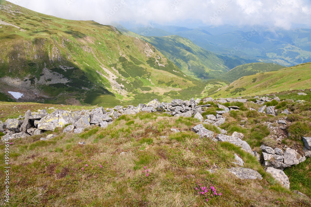 Rhododendron flowers in summer mountain