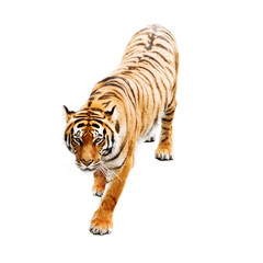Fotobehang Tijger Krachtige tijger in wilde natuur  © Ivan Kmit