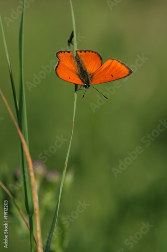 papillon cuivré des marais