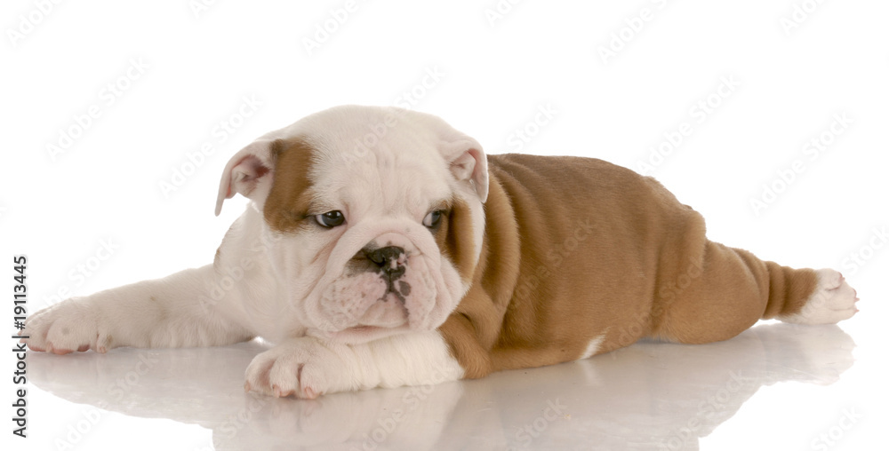 seven week old red and white bulldog puppy laying down seven week old red and white bulldog puppy laying down