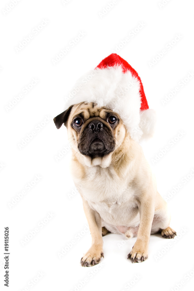 christmas dog with red hat