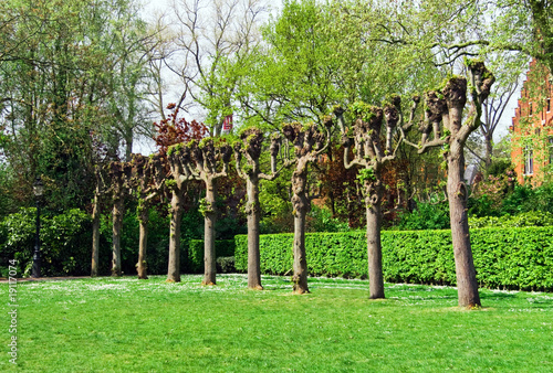 Row of aligned branchless trees in green park photo