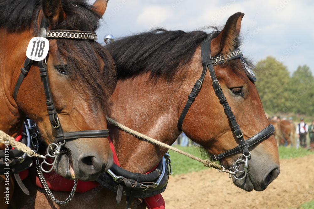 Fototapeta premium Niederländische Zugpferde