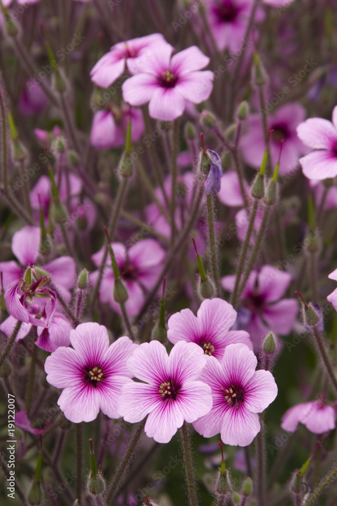 Fototapeta premium Perennial-Oxalis adenophylla