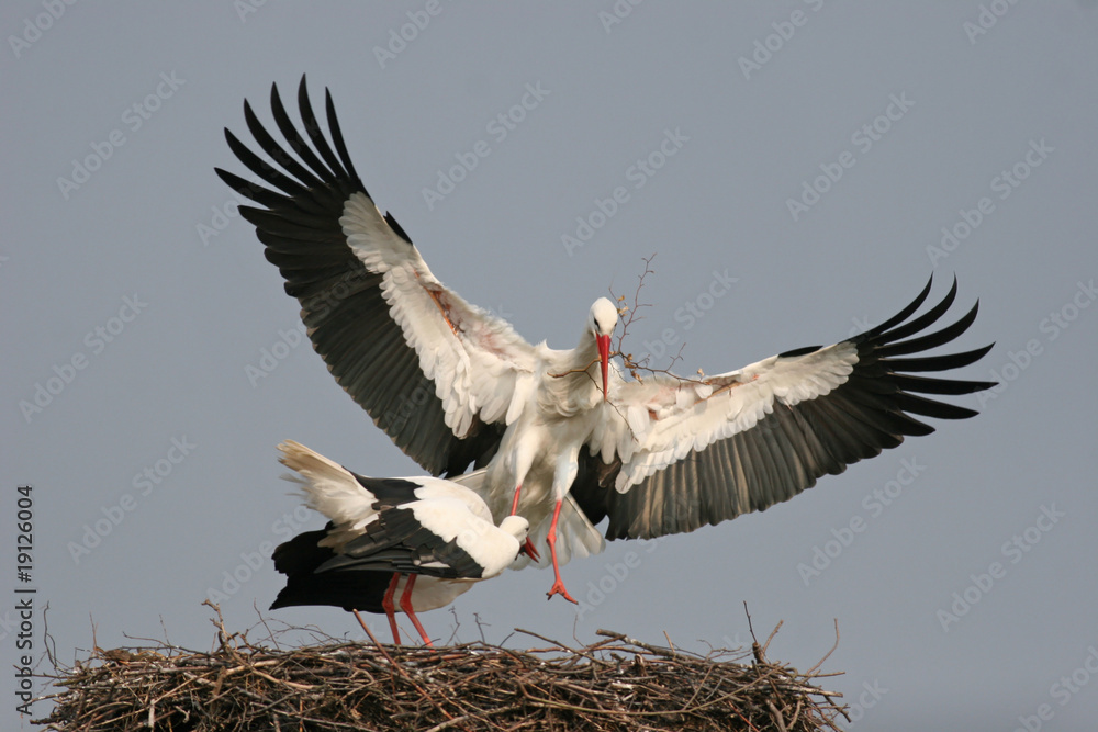 Fototapeta premium anfliegender Weißstorch mit Nistmaterial