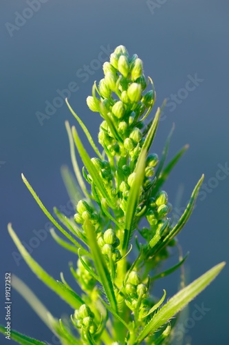 Close up of young fresh leaves of wormwood