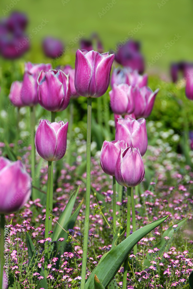 Purple tulips background Purple tulips background