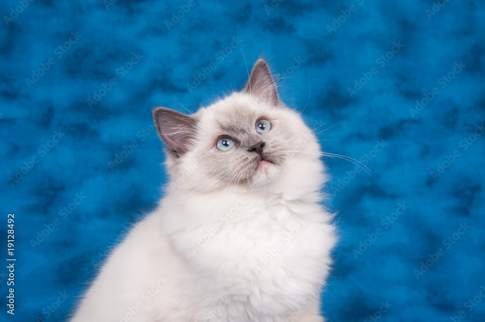 Fototapeta premium Ragdoll cat on blue