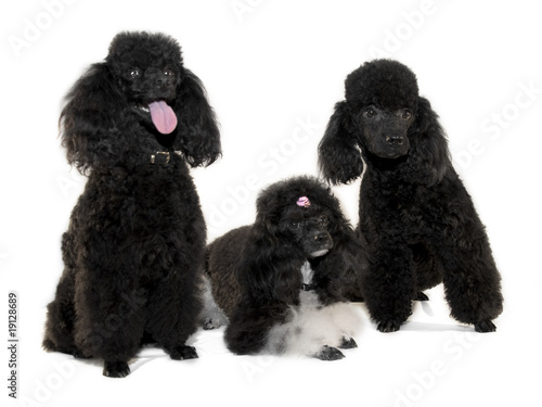 Poodle family