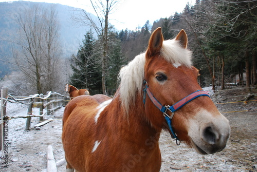 Un cavallo in inverno