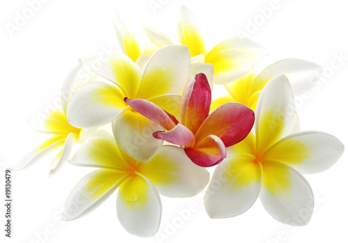 fleurs frangipanier fond blanc