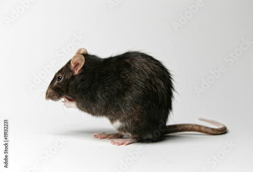 Obraz na plátně RAT