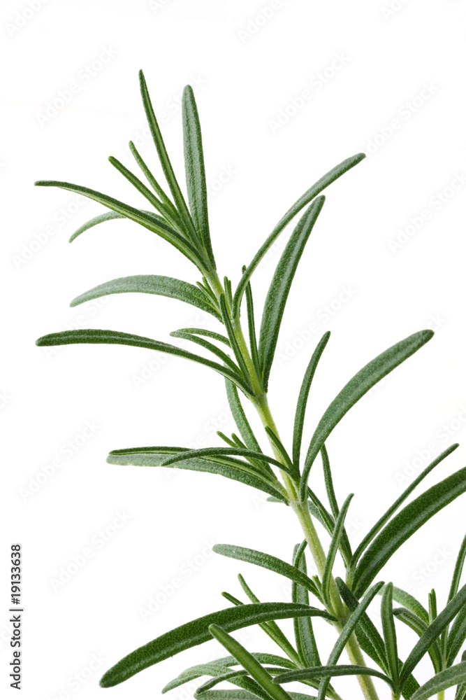 Rosemary Rosemary