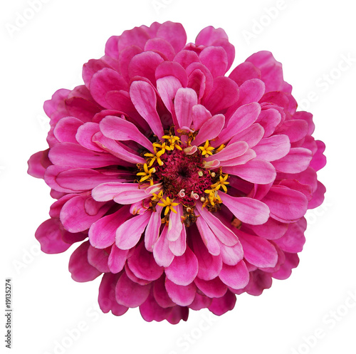 Billede på lærred Zinnia elegans