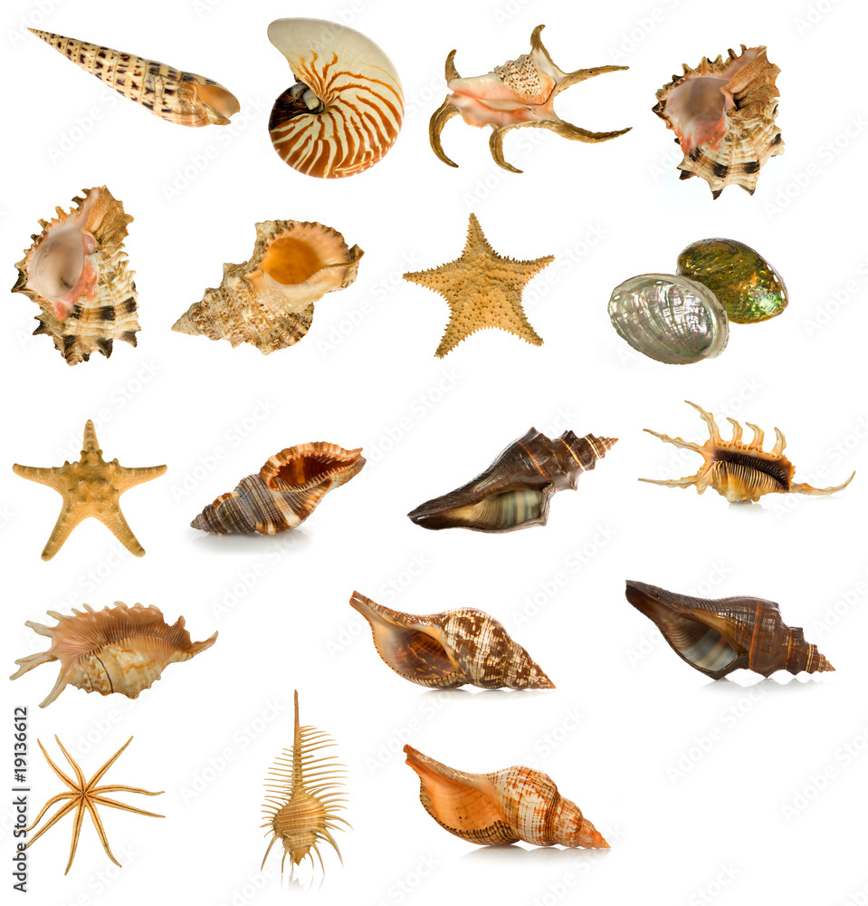 seashell isolated on white background seashell isolated on white background